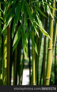 Bamboo tree detail. Green tropical forest, zen background. Bamboo forest background