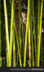 Bamboo tree detail. Green tropical forest, zen background. Bamboo forest background