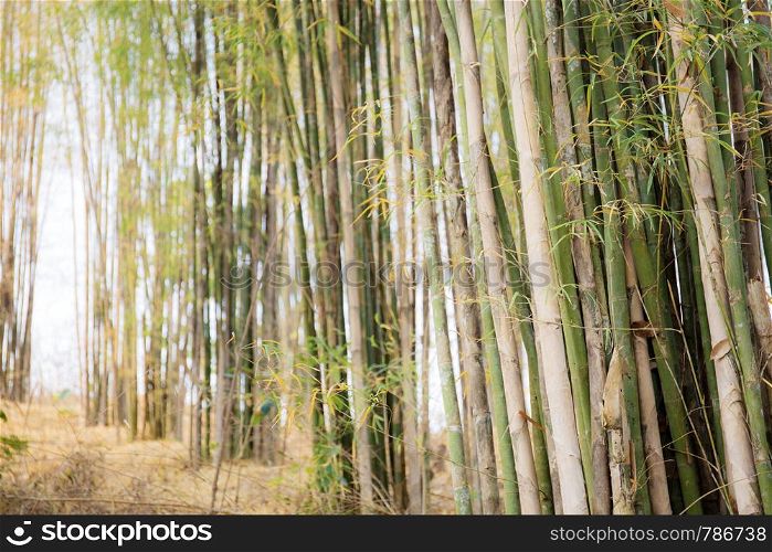 Bamboo tree in forest with the sunlight.