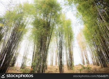 Bamboo tree in forest with the sunlight at sky.