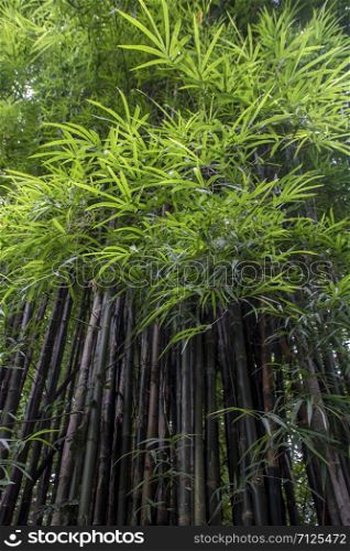 Bamboo tree in the rainforest at Kanchanaburi national park, Thailand