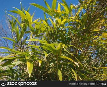 bamboo tree leaves background. bamboo (Bambuseae) tree leaves useful as a background