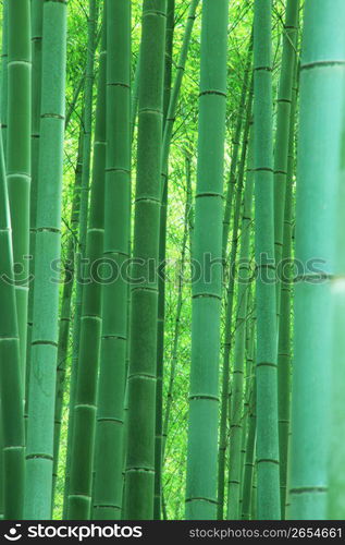 Bamboo trees