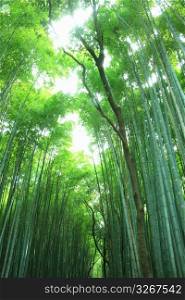 Bamboo trees