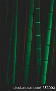 Bamboo Trees At Night With Green Illuminations