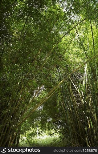 Bamboo trees in a forest, Puerto Rico