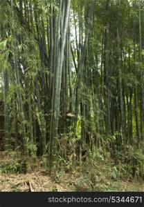 Bamboo trees in grove, Laos