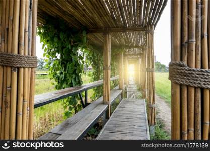 Bamboo tunnel and bridge walk way to the rice field with golden sunlight.