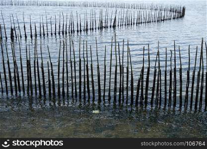 Bamboo wall in the sea It is protected against erosion