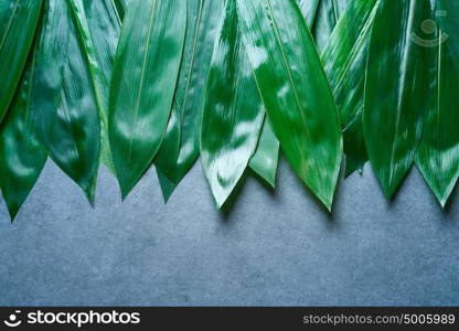Bamboo wet leaves in a row on gray background