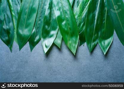Bamboo wet leaves in a row on gray background