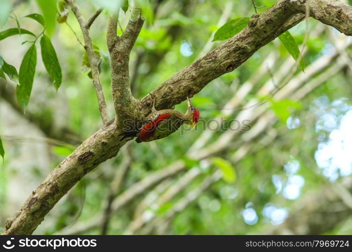 bamboo woodpecker (Gecinulus viridis) bird in nature