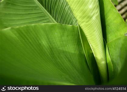 Banan tree leaves vivid green nature plant leaf background