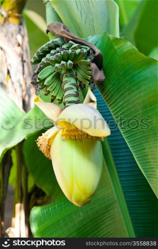 banana fruit flower blossom closeup closed on palm