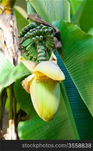 banana fruit flower blossom closeup closed on palm