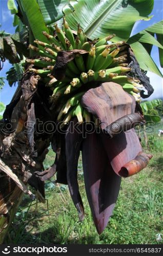 Banana fruits and flower on thr green tree