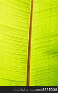 Banana green sunny leaf can be used for background
