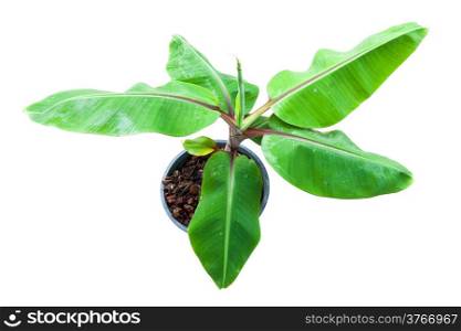 Banana is sprouting in pot and apply fertilizer by sawdust and coir with clipping path
