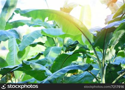 Banana leaf background on banana tree with sunlight in the garden, banana plantation agricultural farm