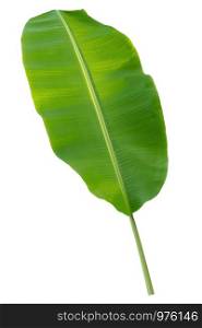 banana leaf isolate on white background