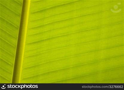 Banana leaf, parallel lines