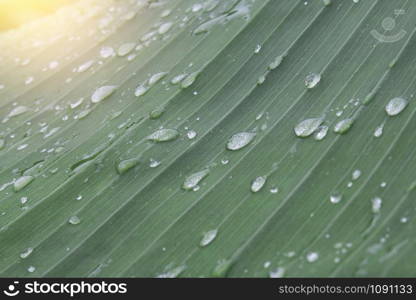 Banana leaf texture background and water drop