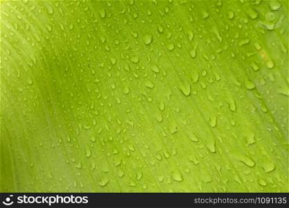 Banana leaf texture background and water drop