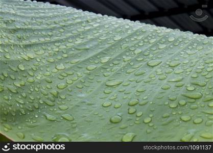Banana leaf texture with water drops