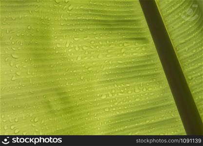 Banana leaf texture with water drops