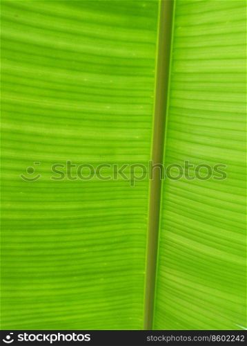 banana leaf with sunlight