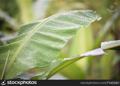 Banana leaf with water drop after rain nature green background