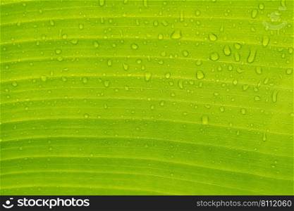 Banana leave texture background