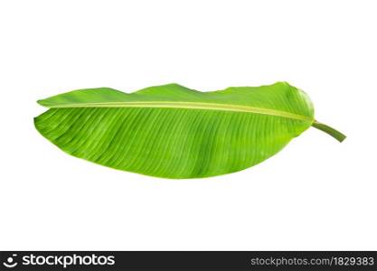 Banana leaves isolated on white background with clipping path.