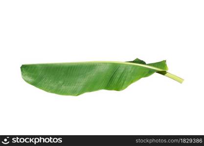 Banana leaves isolated on white background with clipping path.