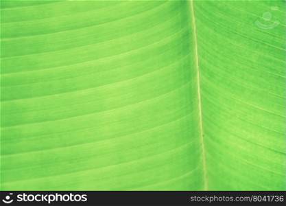 Banana leaves (Vintage filter effect used)