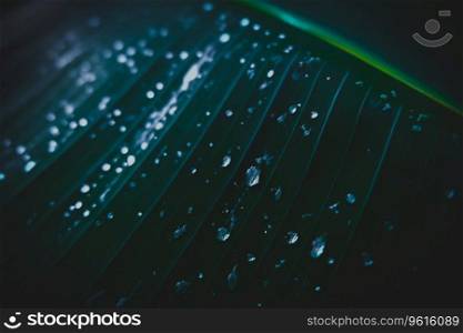 Banana leaves with rainwater for backgrounds, Water drops on banana leaf with vignetting