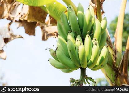Banana of raw on tree with sunlight at sky.
