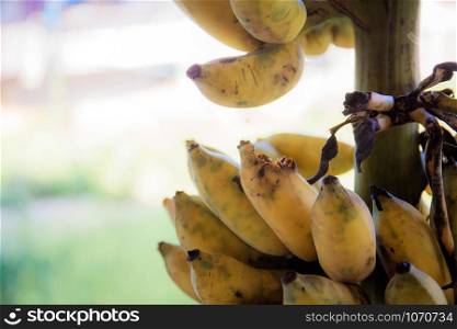 Banana of ripe are rotten with the sunlight.