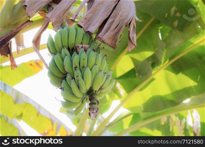 Banana on tree at sunlight with the sky background.