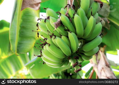 Banana on tree with sunlight in a farm.