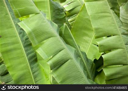 Banana palms in vibrant green with water droplets