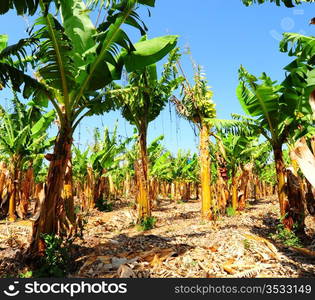 Banana Plantation After Gathering In The Harvest