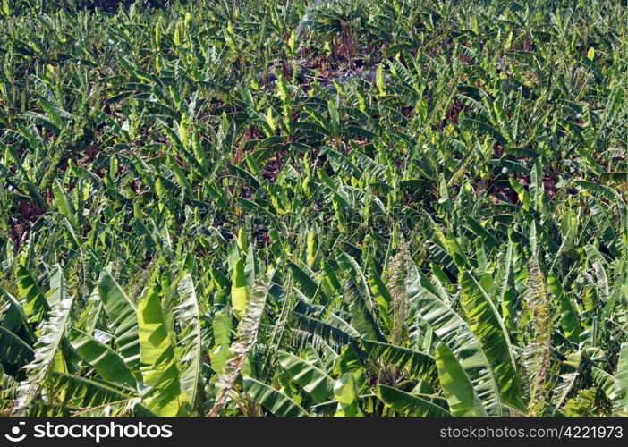 Banana plantation on the island Ometepe on the lake Nicaragua