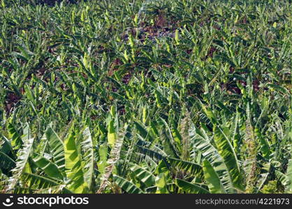 Banana plantation on the island Ometepe on the lake Nicaragua