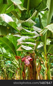 Banana plantation - tree with growing bananas