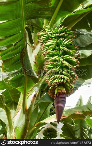 Banana plantation - tree with growing bananas