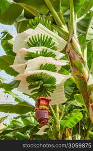 Banana plantation. Tree with growing bananas close-up