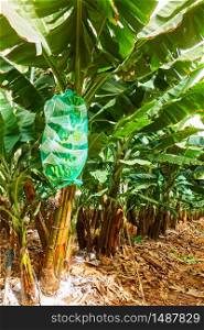 Banana plantation with wrapped bananas