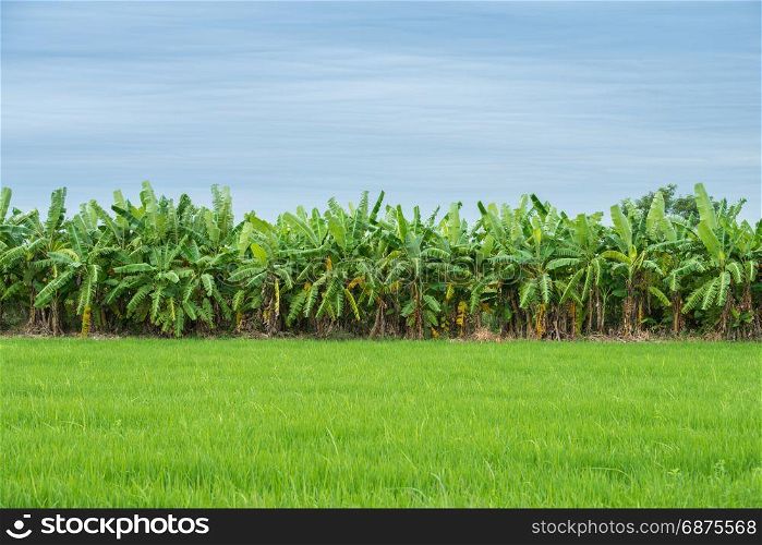 banana plantations