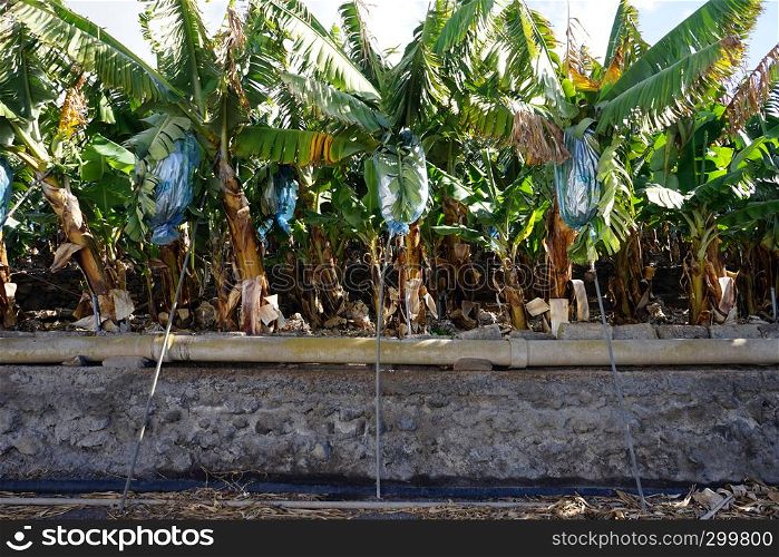 Banana plantatiuon and asphalt road on the La Gomera island, Spain